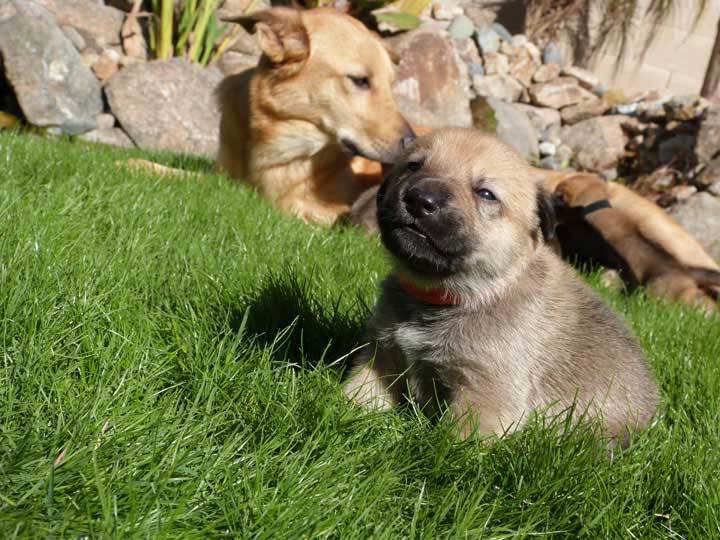 chinook dog